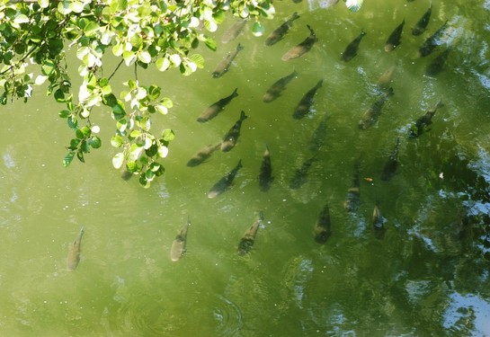 Banc de poisson