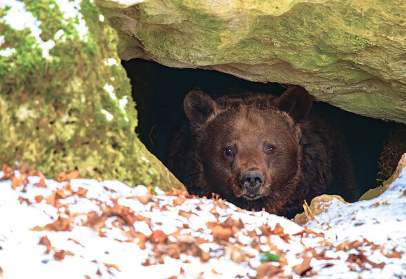 [IMAGE ALT] - Agrandir l'image, fenêtre modale