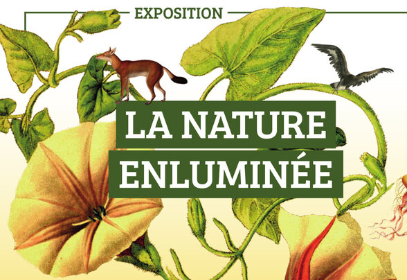  - Agrandir l'image, fenêtre modale