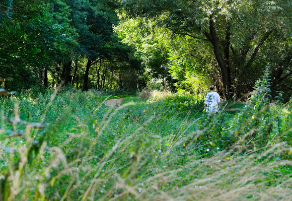 Marais de galuchet et chizelles illustration biodiversite et niortais - Agrandir l'image, fenêtre modale